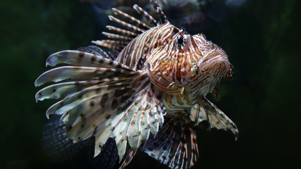 Lionfish:  A Nasty Surprise Visitor