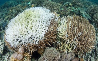 What is Coral Bleaching?