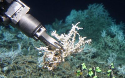 New Atlantic Reef Discovered