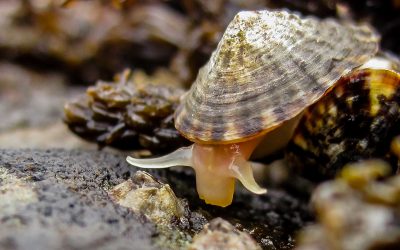 Limpet, Heal Thyself…