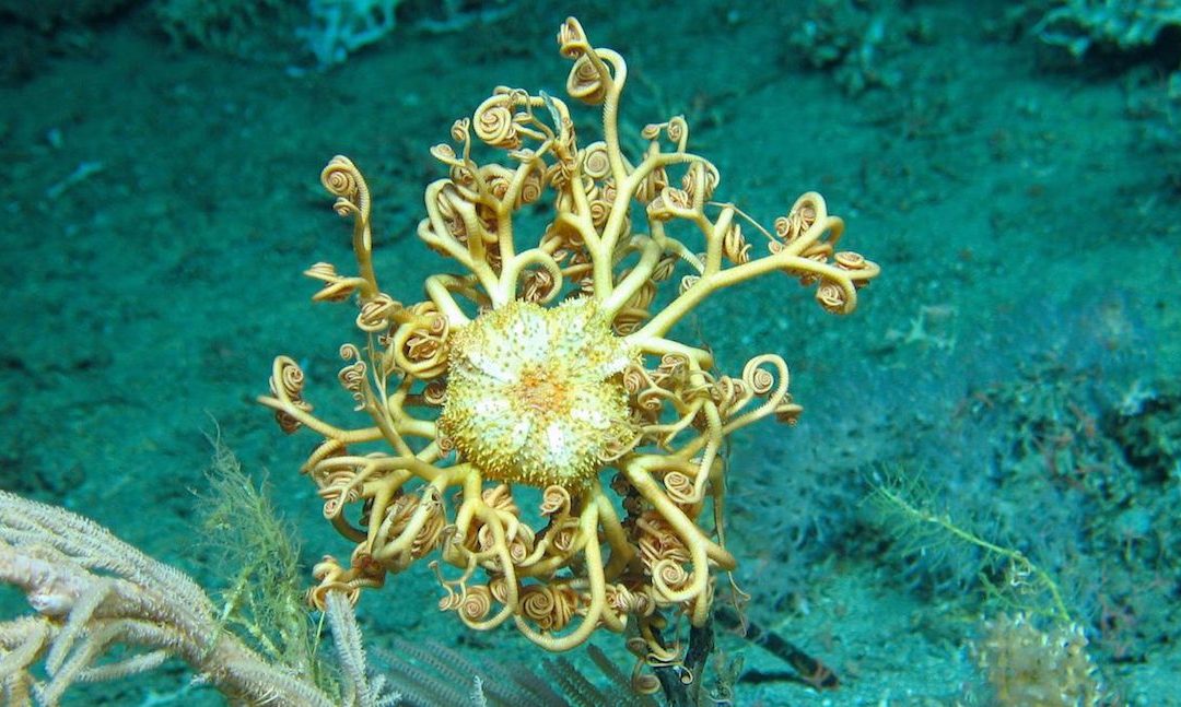 Deep Water Coral Reef Discovered