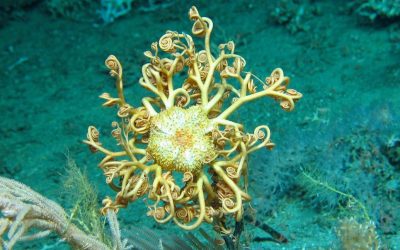 Deep Water Coral Reef Discovered