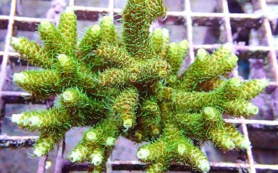 Grow Your Own Coral