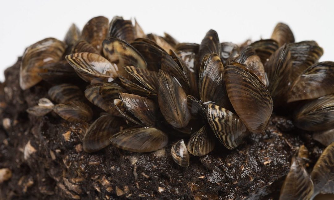 Zebra Mussels