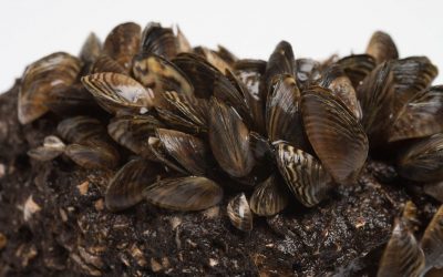 Zebra Mussels